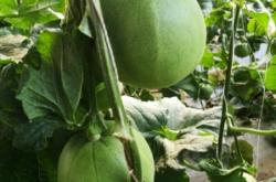 赤峰甜瓜代賣店電話地址查詢