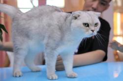 赤峰小貓老頭電話號碼多少號