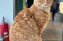 赤峰貓咪配對公司電話地址查詢