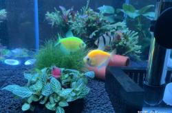 赤峰熱帶魚(yú)館電話地址查詢(xún)