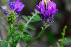 赤峰賣苜蓿種子電話號碼是多少