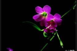 赤峰春蕾花卉養(yǎng)殖基地電話號碼