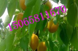 赤峰求購山杏苗基地電話號碼