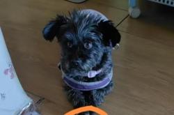 赤峰尋寵團(tuán)隊招聘電話地址查詢