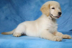 赤峰賣小狗崽電話號(hào)碼多少