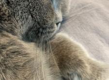 赤峰出售寵物店電話地址查詢