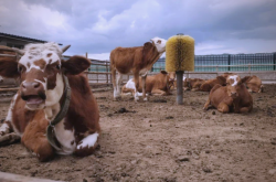 赤峰下洼奶牛廠電話號碼多少