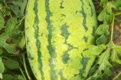 內(nèi)蒙古赤峰生鮮超市電話號(hào)碼