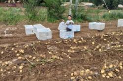 赤峰土豆收購站電話號碼查詢