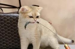 赤峰市小樣寵物店電話號(hào)碼