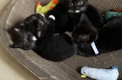 內(nèi)蒙古赤峰領(lǐng)養(yǎng)貓咪電話號(hào)碼