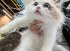 赤峰市布偶貓出售店電話(huà)號(hào)碼