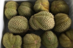 赤峰雨潤榴蓮批發(fā)電話號碼查詢