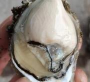 赤峰半殼生蠔批發(fā)電話號碼