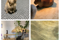 赤峰市賣狗肉的地方電話號(hào)碼