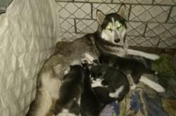 赤峰同城找狗電話多少啊