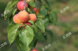 赤峰水果加工廠電話號碼多少