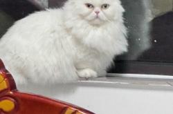 赤峰市送小貓電話多少號