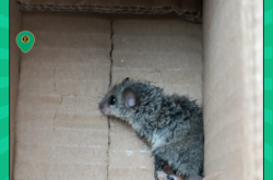 赤峰睡鼠店鋪地址查詢電話號碼