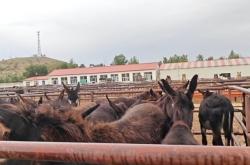 赤峰養(yǎng)驢托管中心地址電話號碼