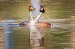赤峰紅嘴鴨苗基地電話多少號(hào)