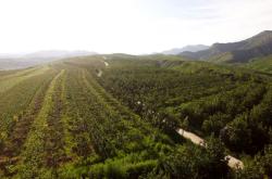 赤峰寧城三哥大梨店電話號碼