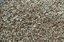 赤峰種子批發(fā)市場電話號碼