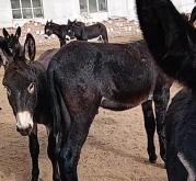 赤峰愛貓愛狗群電話地址查詢