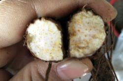 赤峰皮凍批發(fā)電話號(hào)碼查詢