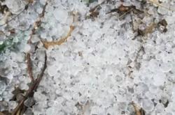 赤峰登月葵花油廠家電話號碼