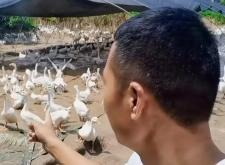 赤峰養(yǎng)鵝孵化場電話地址查詢