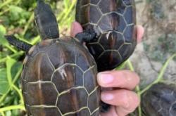 赤峰中華草龜養(yǎng)殖基地電話號(hào)碼