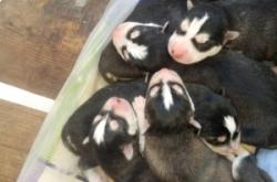 赤峰賣小狗崽電話多少號啊