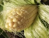 赤峰雪雪水果批發(fā)電話地址查詢