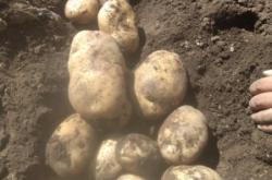 赤峰市土豆代購電話號碼查詢