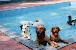 赤峰南山訓(xùn)犬基地電話號(hào)碼