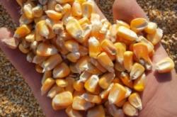 赤峰玉米批發(fā)商電話號碼查詢