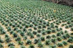 赤峰麥冬草廠家直銷電話號碼