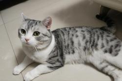 赤峰市區(qū)附近寵物店電話號碼