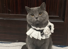 赤峰皇家貓糧專賣店電話號(hào)碼