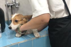 赤峰周日寵物市場地址電話號碼