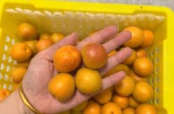 赤峰市附近收杏核的電話號(hào)碼