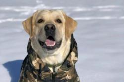 赤峰愛寵寵物電話多少號碼