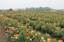 赤峰市出售月季苗木電話號碼