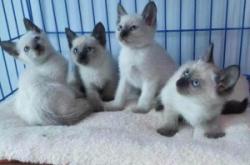 赤峰同城出售幼貓電話號(hào)碼多少