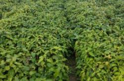 赤峰軟棗子苗專賣店電話號碼