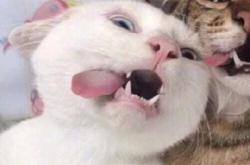 赤峰貓咪配對(duì)公司地址電話號(hào)碼