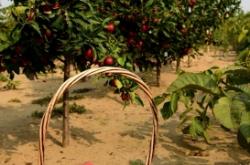 赤峰收購(gòu)杏核電話號(hào)碼多少號(hào)