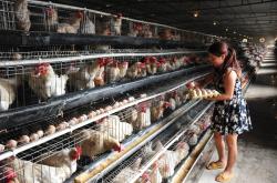 赤峰肉雞籠養(yǎng)殖基地電話號碼