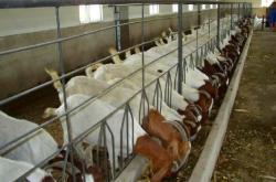 赤峰市代收羊苗電話地址查詢